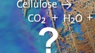 Quiz: Ökologie | Bild: BR