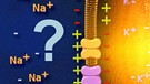 Quiz: Nervensystem | Bild: BR