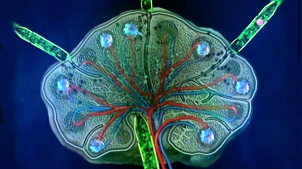 Lymphsystem | Bild: BR Lymphsystem | Bild: BR