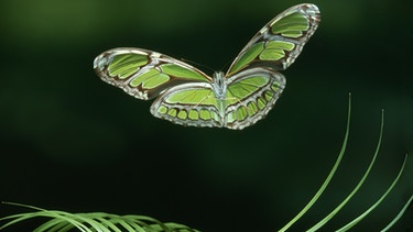 Ein Grüner Passionsfalter im Flug | Bild: Photoshot/picture-alliance /Stephen Dalton