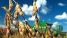 Sojabhone | Bild: picture-alliance/dpa