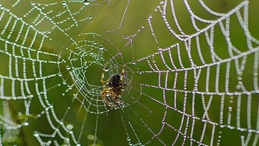 Ein Spinnennetz ist von Regentropfen besetzt. Auch unbeliebte oder unscheinbare Arten sind wichtig für die Biodiversität. | Bild: colourbox.com