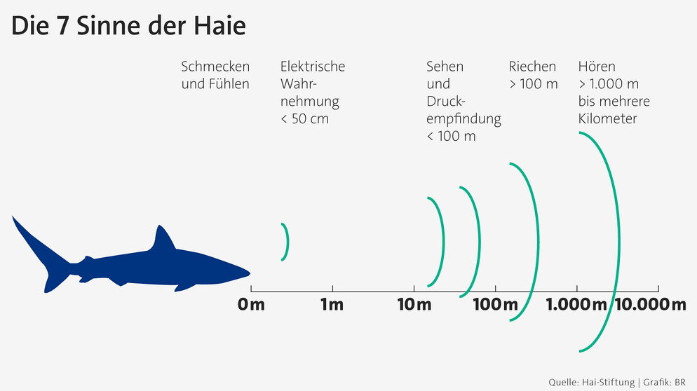 Infografik: Die 7 Sinne der Haie. Wir geben Tipps, wie ihr euch am besten verhalten solltet, falls ihr einem Hai begegnet, um eine Haiattacke zu vermeiden. | Bild: BR Infografik: Die 7 Sinne der Haie. Wir geben Tipps, wie ihr euch am besten verhalten solltet, falls ihr einem Hai begegnet, um eine Haiattacke zu vermeiden. | Bild: BR