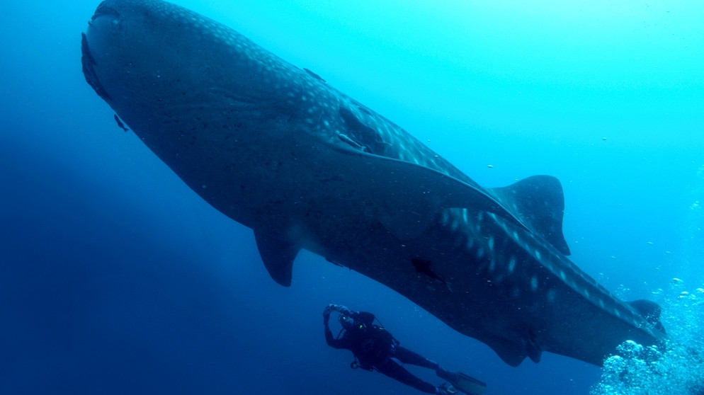 Ein Wahlhai Unterwasser wird von einem Taucher begleitet. Walhaie gelten als sanftmütig, einen Angriff muss man von ihnen nicht fürchten. | Bild: colourbox.com, Al Carrera Ein Wahlhai Unterwasser wird von einem Taucher begleitet. Walhaie gelten als sanftmütig, einen Angriff muss man von ihnen nicht fürchten. | Bild: colourbox.com, Al Carrera