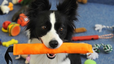 Border-Collie hölt ein Spielzeug im Maul. Wie wurde aus dem Wolf ein Haushund? Wie kam er zum Menschen und was unterscheidet eigentlich Wolf und Hund von einander? Hier erfahrt ihr mehr über unsere treuen Haustiere und ihre Vorfahren, den Wölfen. | Bild: picture-alliance/dpa