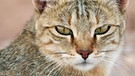 Vorfahr der Hauskatze: die Falbkatze | Bild: picture alliance / imageBROKER / FLPA-Andrew Forsyt