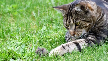 Katze spielt mit Maus | Bild: picture-alliance/dpa