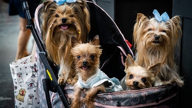 Vier Yorkshire Terrier in einem Kinderwagen. Wie wurde aus dem Wolf ein Haustier? Wie kam er zum Menschen und was unterscheidet eigentlich Wolf und Hund von einander? Hier erfahrt ihr mehr über unsere treuen Haustiere und ihre Vorfahren, den Wölfen. | Bild: picture alliance / ZUMAPRESS.com | Matt Hunt