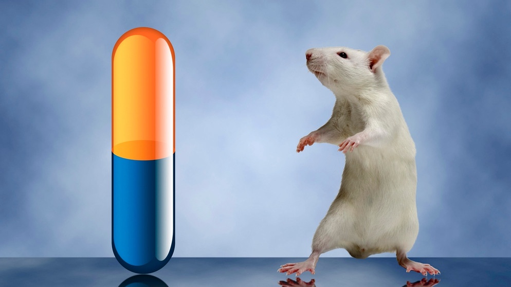Eine Medikamentenkapsel neben einer weißen Ratte. Mäuse, Ratten, Affen, Fische, Schafe, Schweine, Katzen und Hunde werden in Tierversuchen eingesetzt. An ihnen werden Medikamente, Impfstoffe und Chemikalien getestet. Labortiere sind in der Medizin aber auch wichtig, um Therapien wie Organtransplantationen auszuprobieren. Tierschützer kritisieren, dass zu wenig an alternativen Methoden geforscht wird. | Bild: picture-alliance/dpa Eine Medikamentenkapsel neben einer weißen Ratte. Mäuse, Ratten, Affen, Fische, Schafe, Schweine, Katzen und Hunde werden in Tierversuchen eingesetzt. An ihnen werden Medikamente, Impfstoffe und Chemikalien getestet. Labortiere sind in der Medizin aber auch wichtig, um Therapien wie Organtransplantationen auszuprobieren. Tierschützer kritisieren, dass zu wenig an alternativen Methoden geforscht wird. | Bild: picture-alliance/dpa