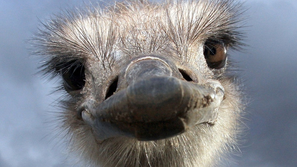Der Vogel Strauß ist der größte Vogel der Welt. Und der Vogel, der an Land am schnellsten unterwegs ist. Der Strauß ist schließlich ein Laufvogel. | Bild: picture-alliance/dpa/Patrick Pleul